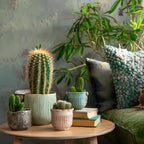 Amestecul de mini cactusi - 12 buc - Cactus - Înălţime 5-10cm - ⌀6cm