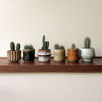 Amestecul de mini cactusi - 60 buc - Cactus - Înălţime 5-10cm - ⌀6cm