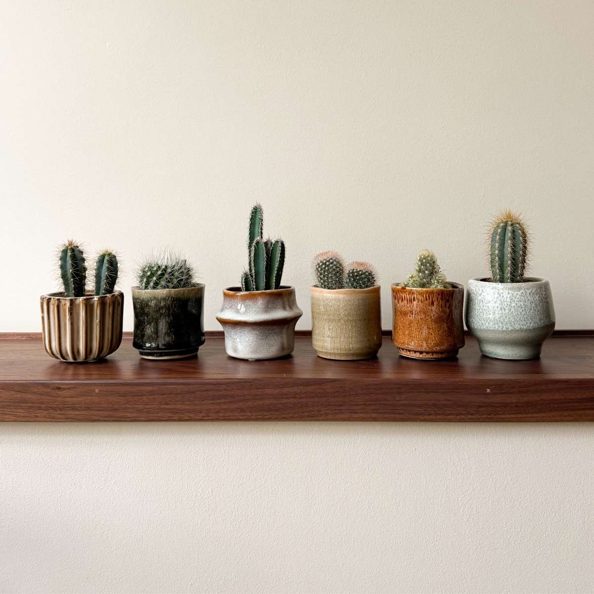Amestecul de mini cactusi - 60 buc - Cactus - Înălţime 5-10cm - ⌀6cm