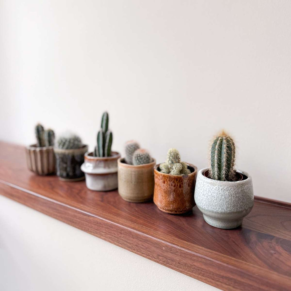 Amestecul de mini cactusi - 6 buc - Cactus - Înălţime 5-10cm - ⌀6cm