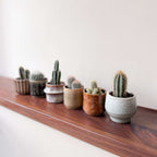 Amestecul de mini cactusi - 6 buc - Cactus - Înălţime 5-10cm - ⌀6cm
