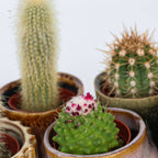Amestecul de mini cactusi - 60 buc - Cactus - Înălţime 5-10cm - ⌀6cm