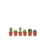 Amestecul de mini cactusi - 60 buc - Cactus - Înălţime 5-10cm - ⌀6cm