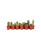 Amestecul de mini cactusi - 12 buc - Cactus - Înălţime 5-10cm - ⌀6cm