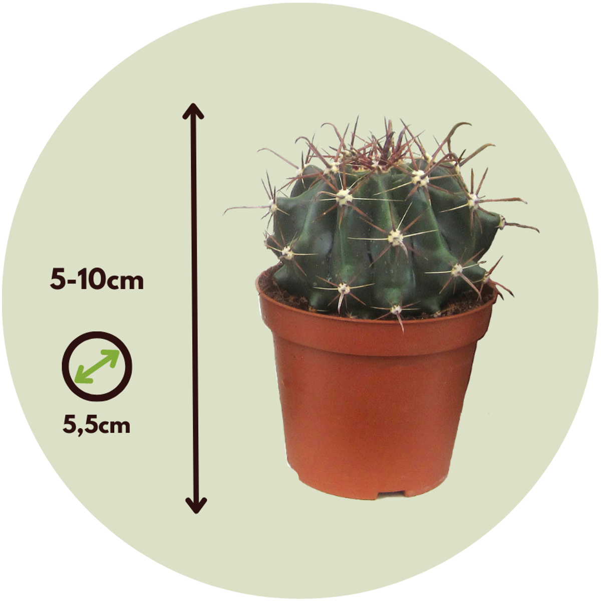Amestecul de mini cactusi - 6 buc - Cactus - Înălţime 5-10cm - ⌀6cm