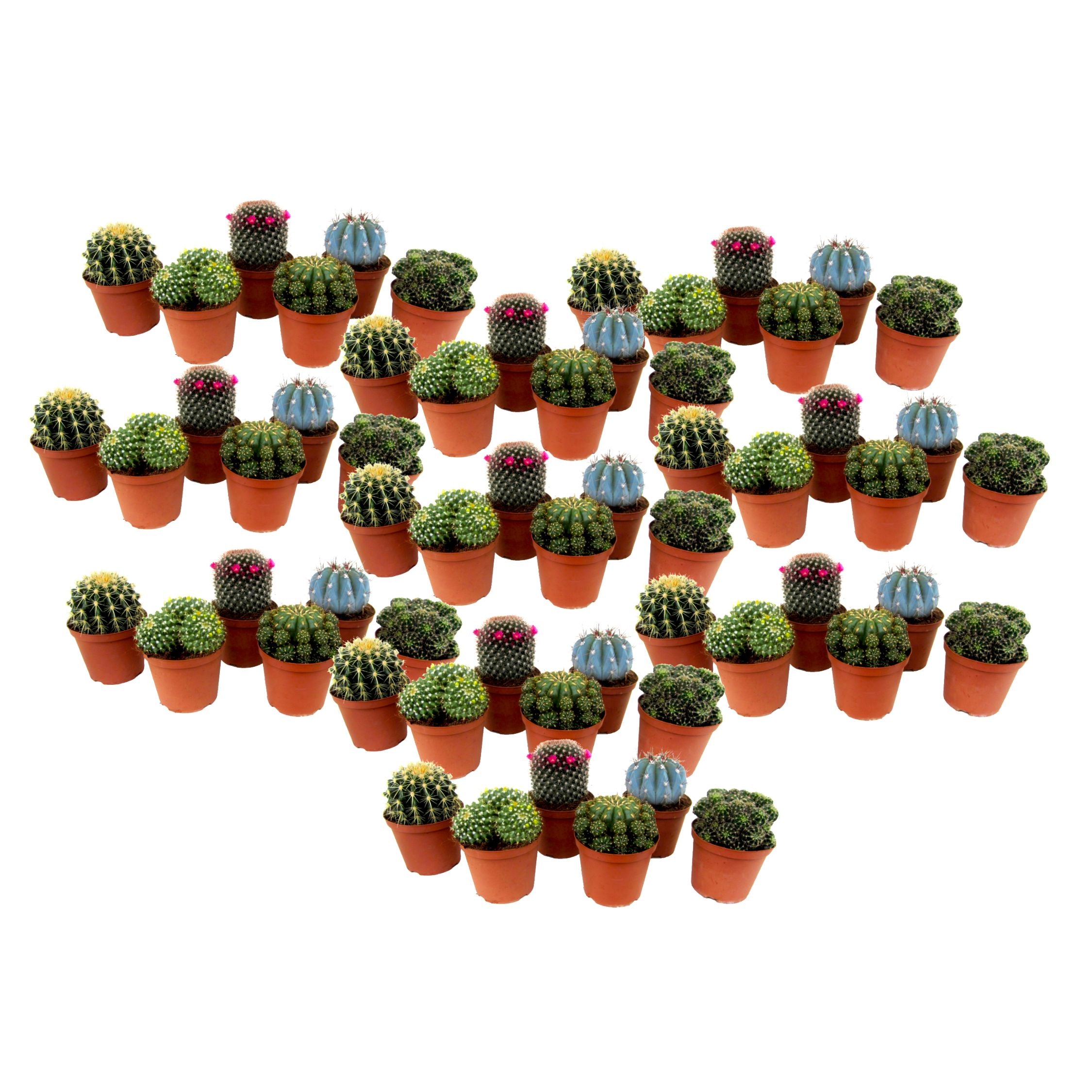 Amestecul de mini cactusi - 60 buc - Cactus - Înălţime 5-10cm - ⌀6cm