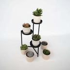 Suculente - 3 buc - Succulent Mix - Înălţime 15-20cm - ⌀10,5cm