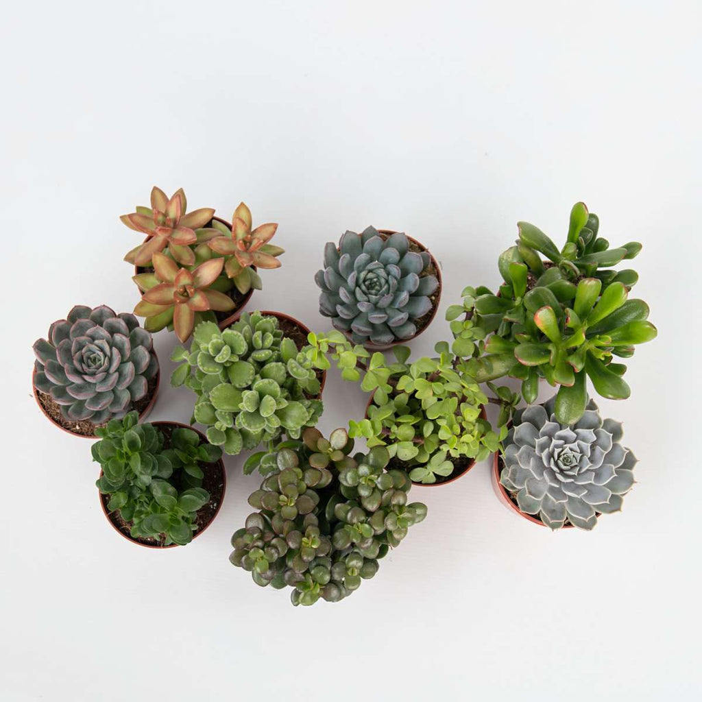 Suculente - 3 buc - Succulent Mix - Înălţime 15-20cm - ⌀10,5cm