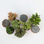 Suculente - 3 buc - Succulent Mix - Înălţime 15-20cm - ⌀10,5cm