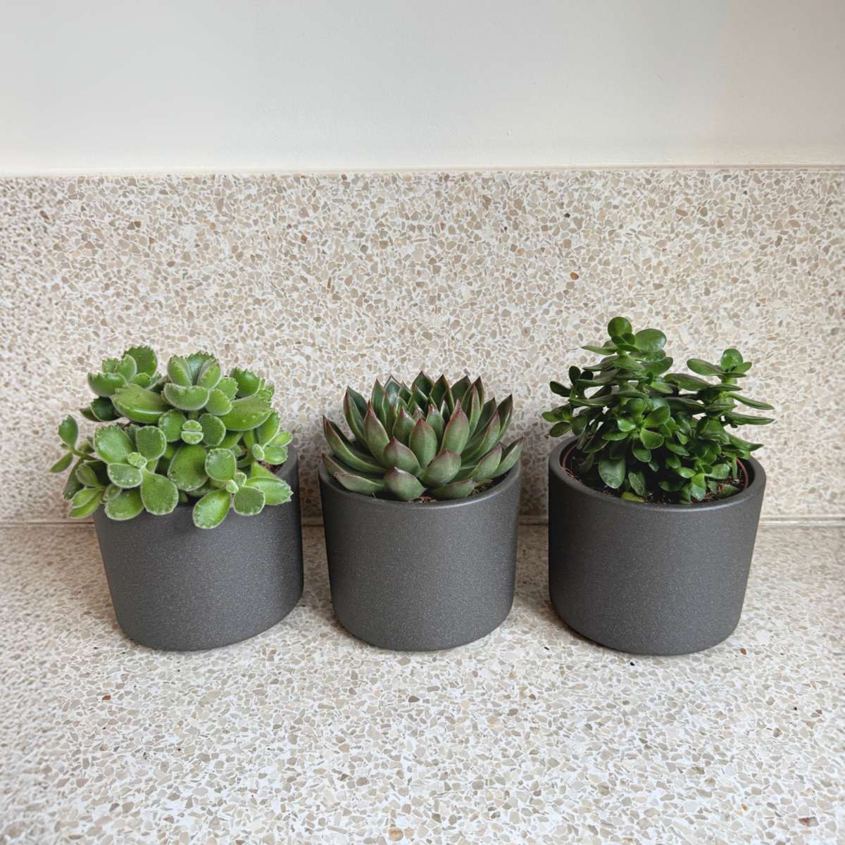 Suculente - 3 buc - Succulent Mix - Înălţime 15-20cm - ⌀10,5cm