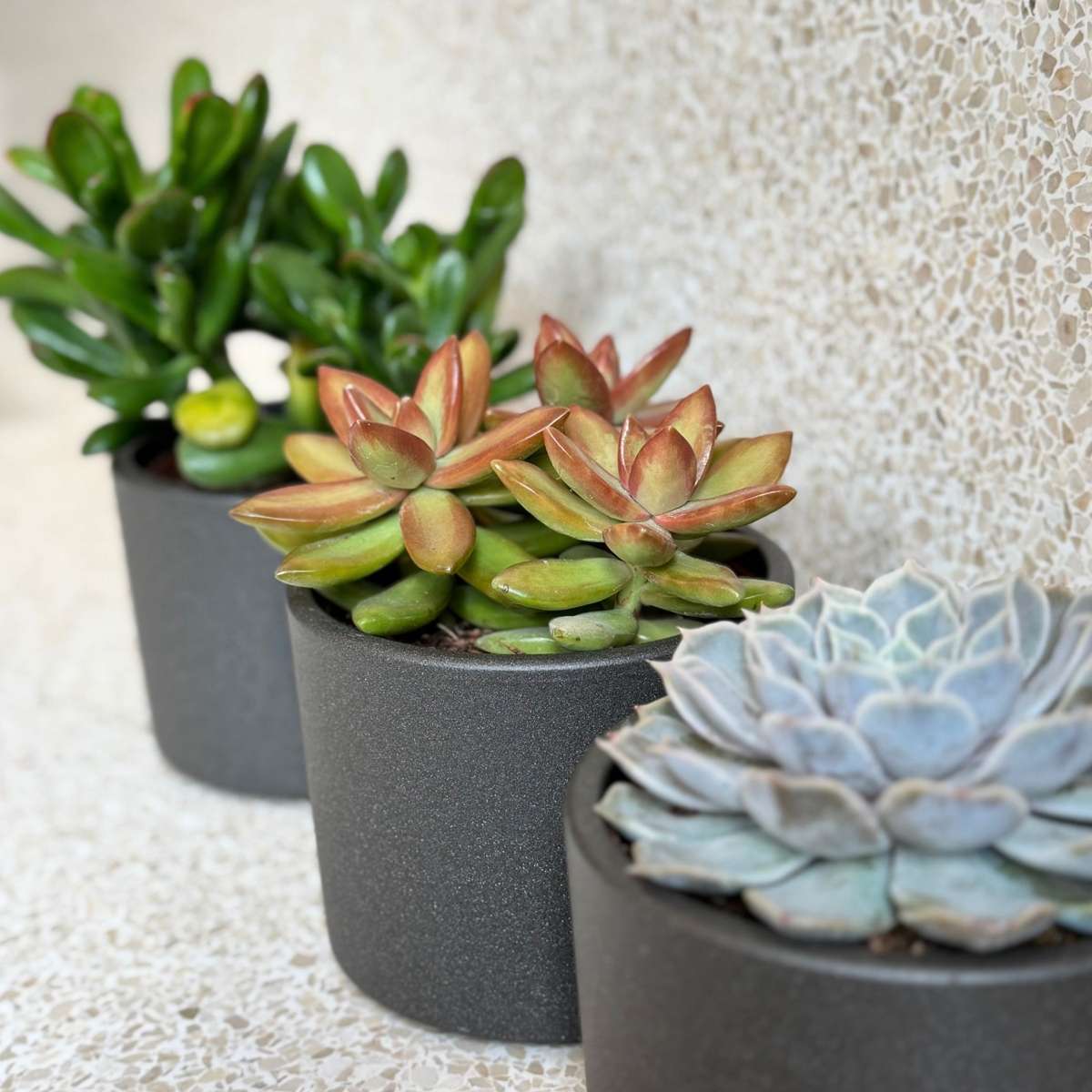 Suculente - 3 buc - Succulent Mix - Înălţime 15-20cm - ⌀10,5cm