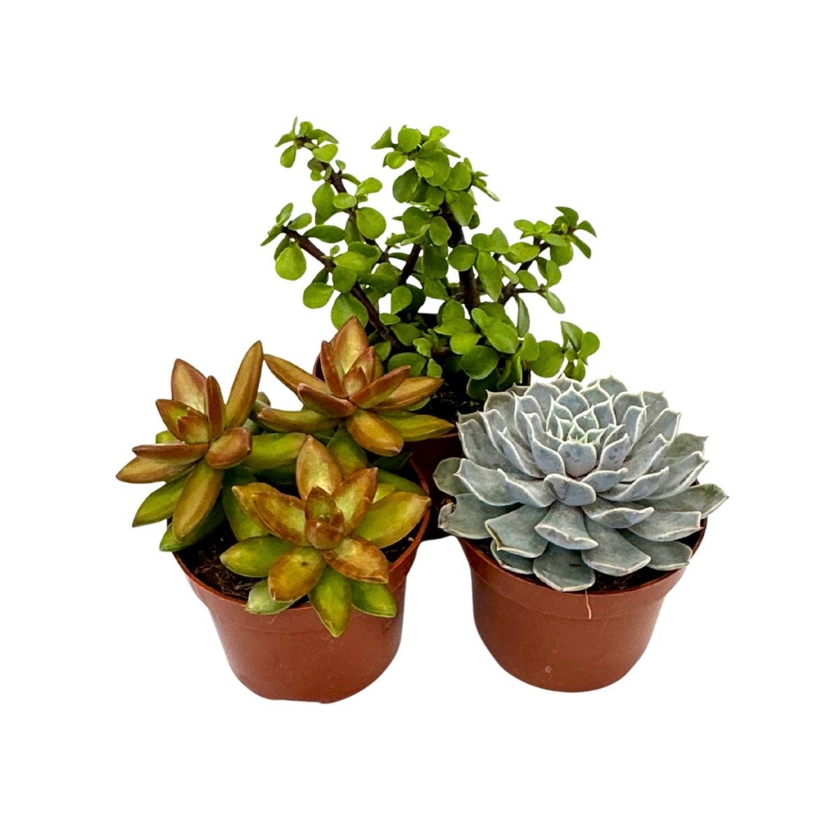 Suculente - 3 buc - Succulent Mix - Înălţime 15-20cm - ⌀10,5cm