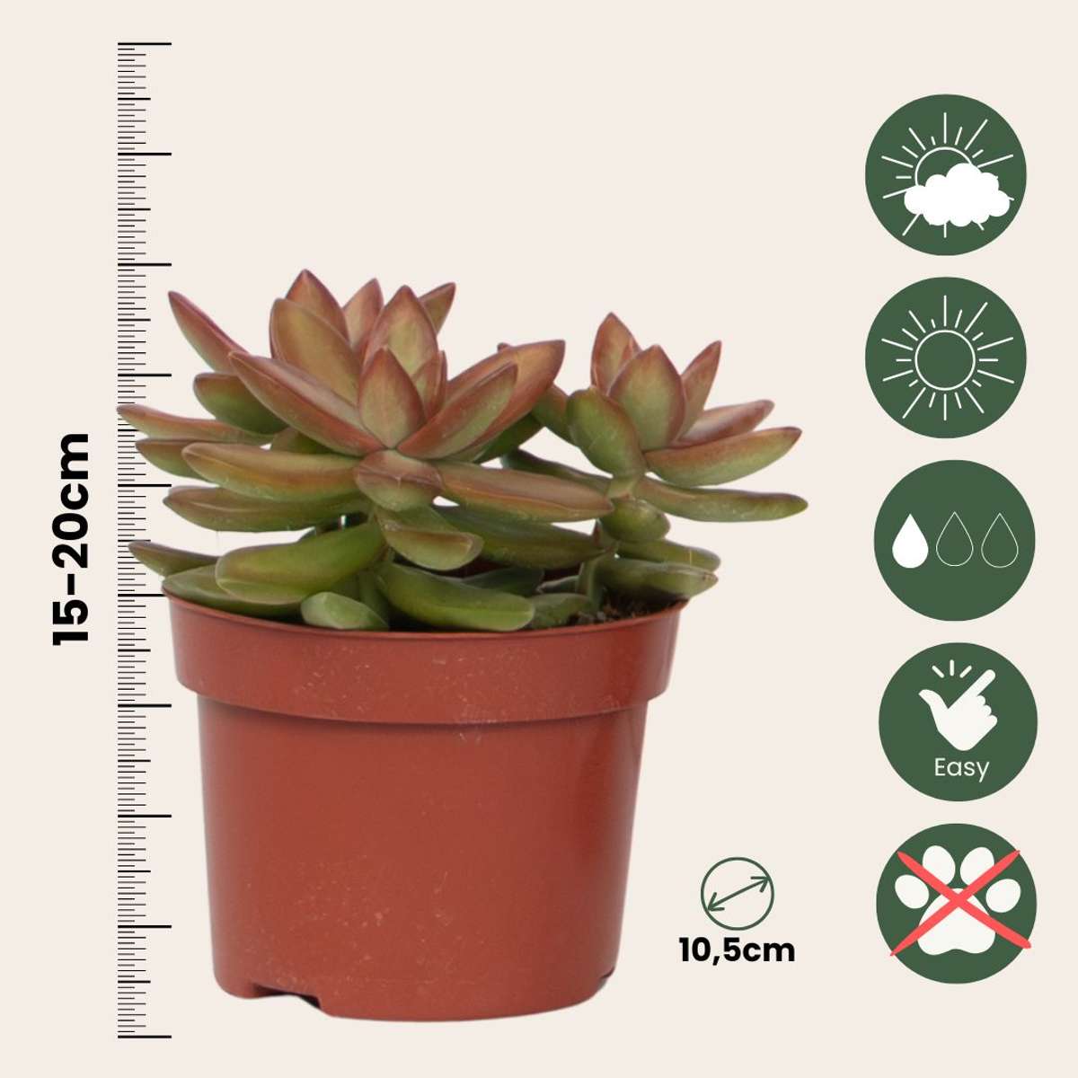 Suculente - 3 buc - Succulent Mix - Înălţime 15-20cm - ⌀10,5cm