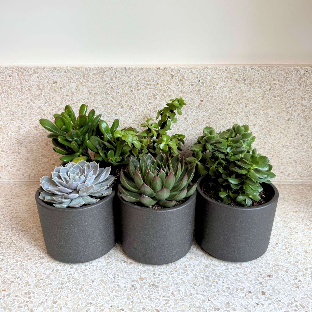Suculente - 6 buc - Succulent Mix - Înălţime 15-20cm - ⌀10,5cm