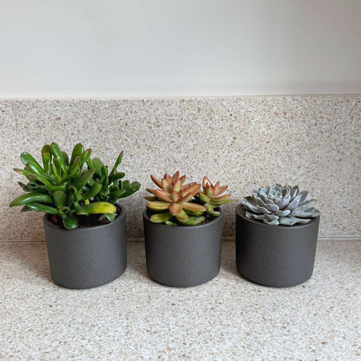 Suculente - 6 buc - Succulent Mix - Înălţime 15-20cm - ⌀10,5cm