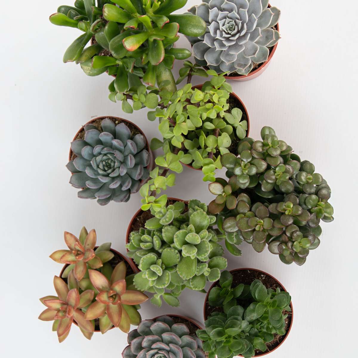 Suculente - 6 buc - Succulent Mix - Înălţime 15-20cm - ⌀10,5cm