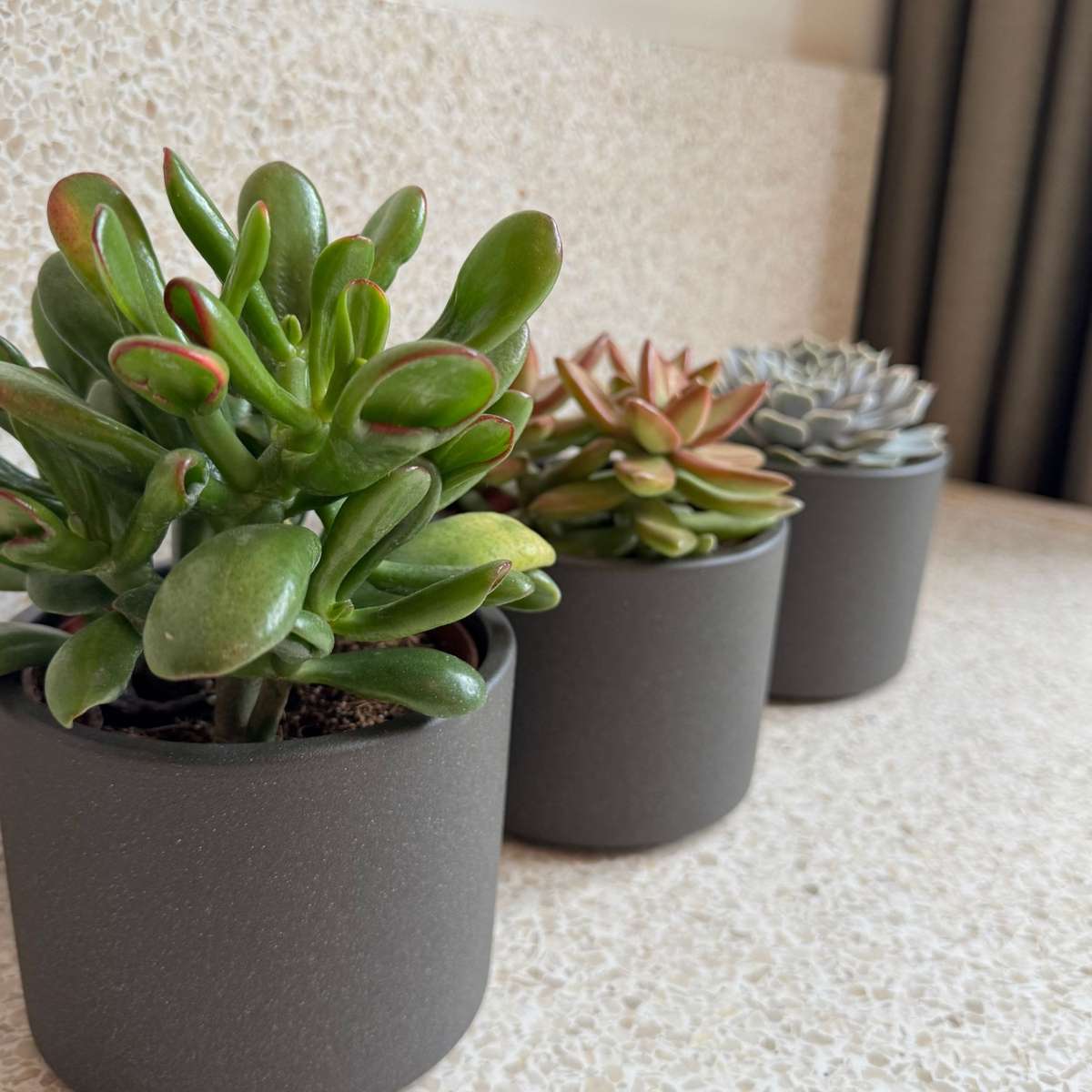 Suculente - 6 buc - Succulent Mix - Înălţime 15-20cm - ⌀10,5cm