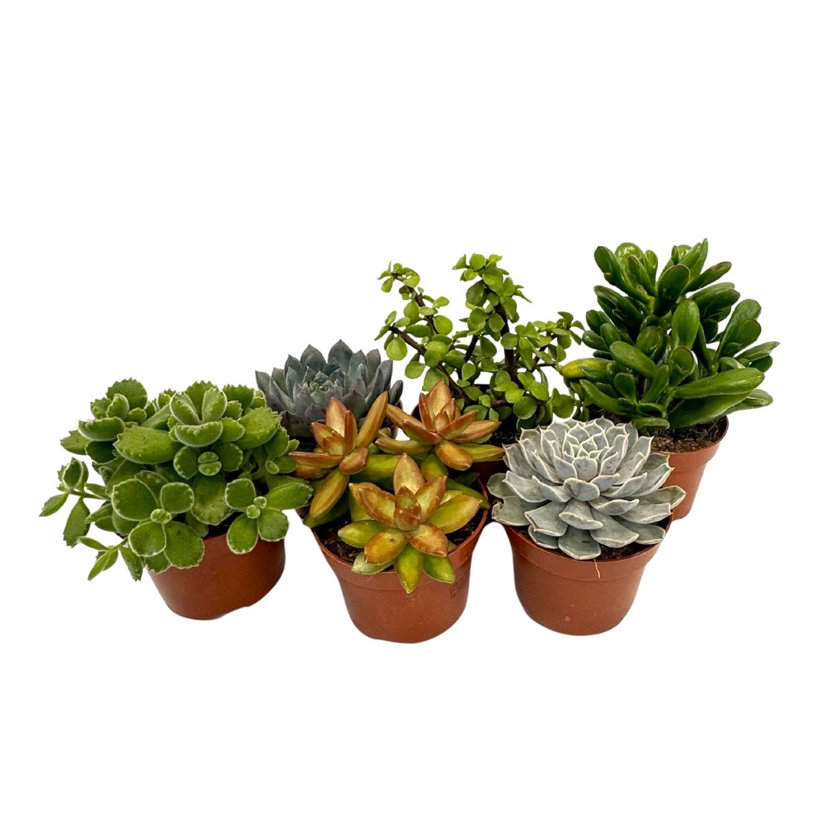 Suculente - 6 buc - Succulent Mix - Înălţime 15-20cm - ⌀10,5cm