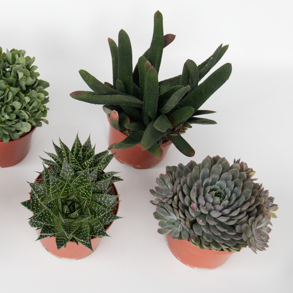 Suculente - 3 buc - Succulent Mix - Înălţime 30-35cm - ⌀17cm