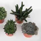 Suculente - 3 buc - Succulent Mix - Înălţime 30-35cm - ⌀17cm