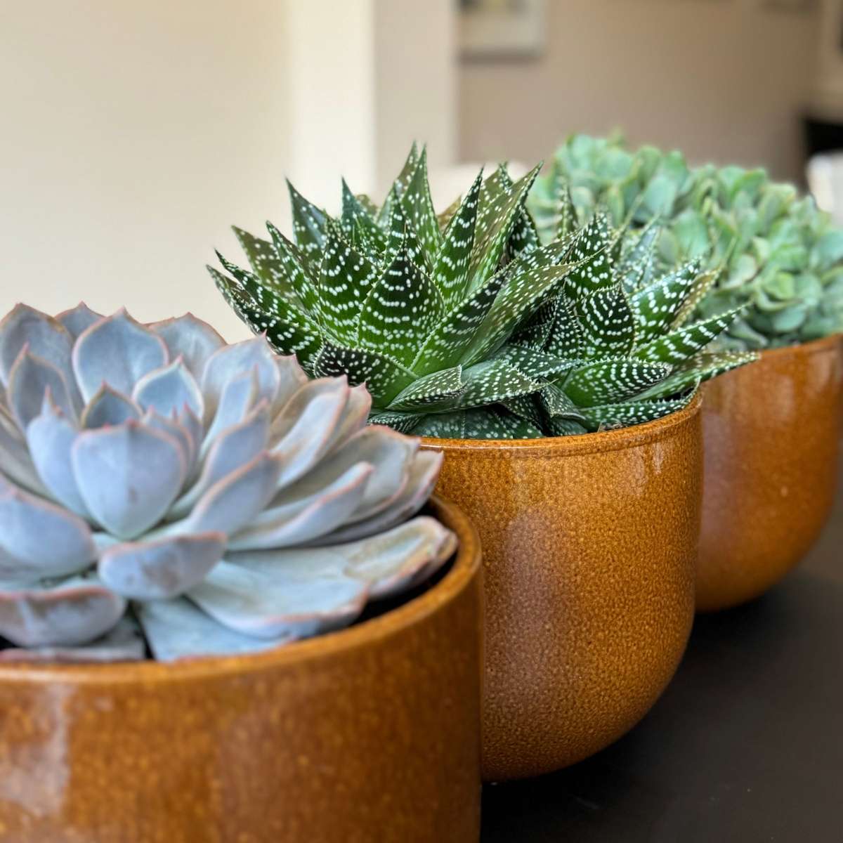 Suculente - Mix de 3 - Coș inclus - Înălțime 30-35cm - ⌀17cm