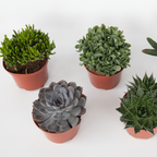 Suculente - 3 buc - Succulent Mix - Înălţime 30-35cm - ⌀17cm