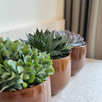 Suculente - Mix de 3 - Coș inclus - Înălțime 30-35cm - ⌀17cm