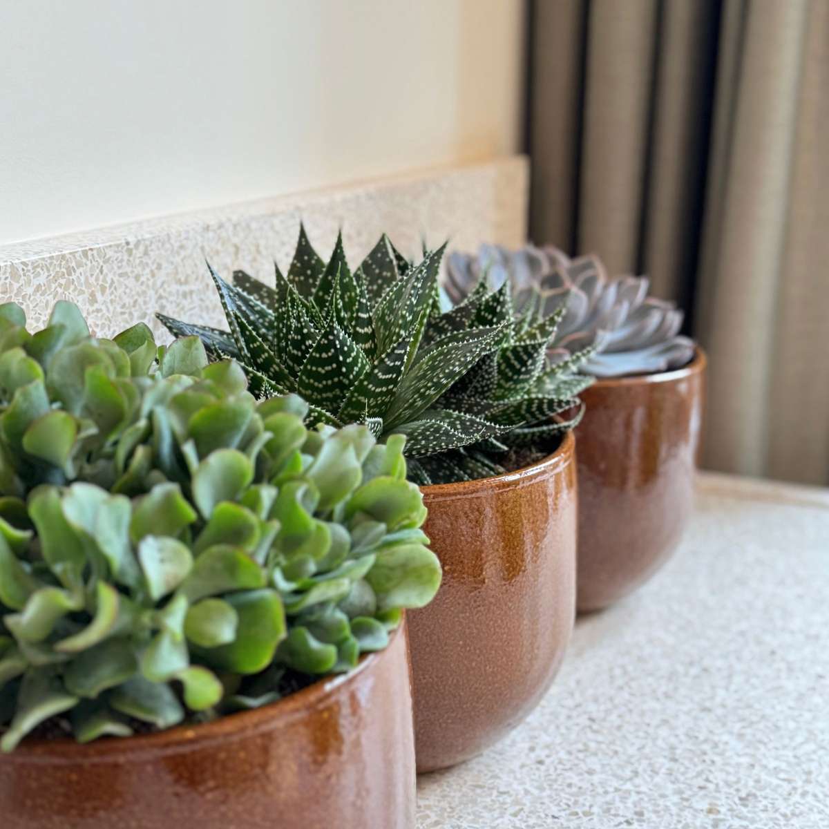 Suculente - Mix de 3 - Coș inclus - Înălțime 30-35cm - ⌀17cm