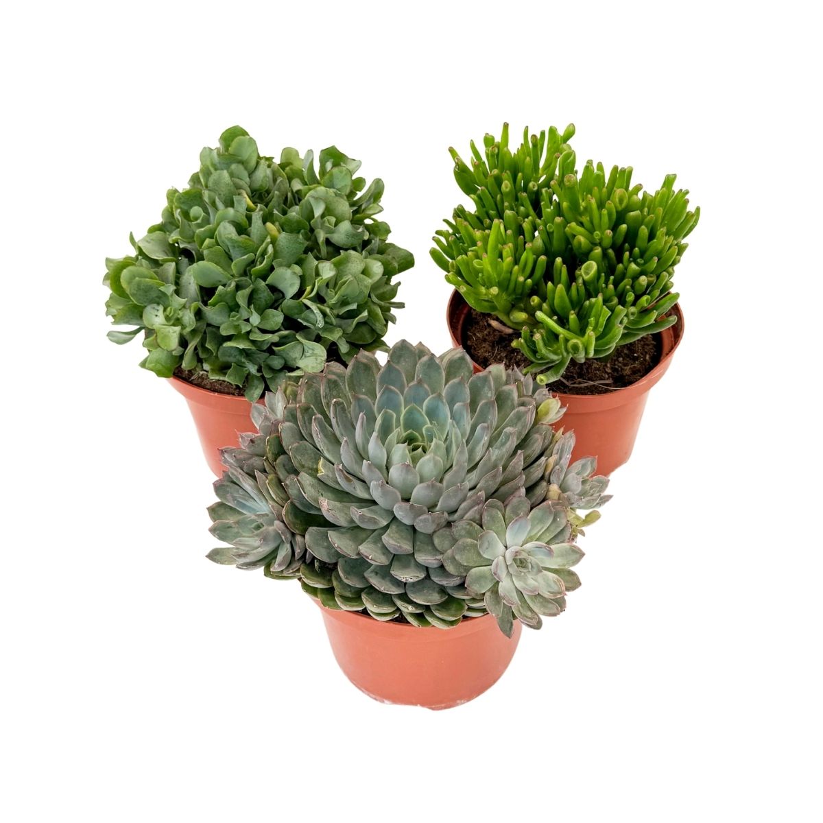 Suculente - 3 buc - Succulent Mix - Înălţime 30-35cm - ⌀17cm