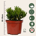 Suculente - 3 buc - Succulent Mix - Înălţime 30-35cm - ⌀17cm