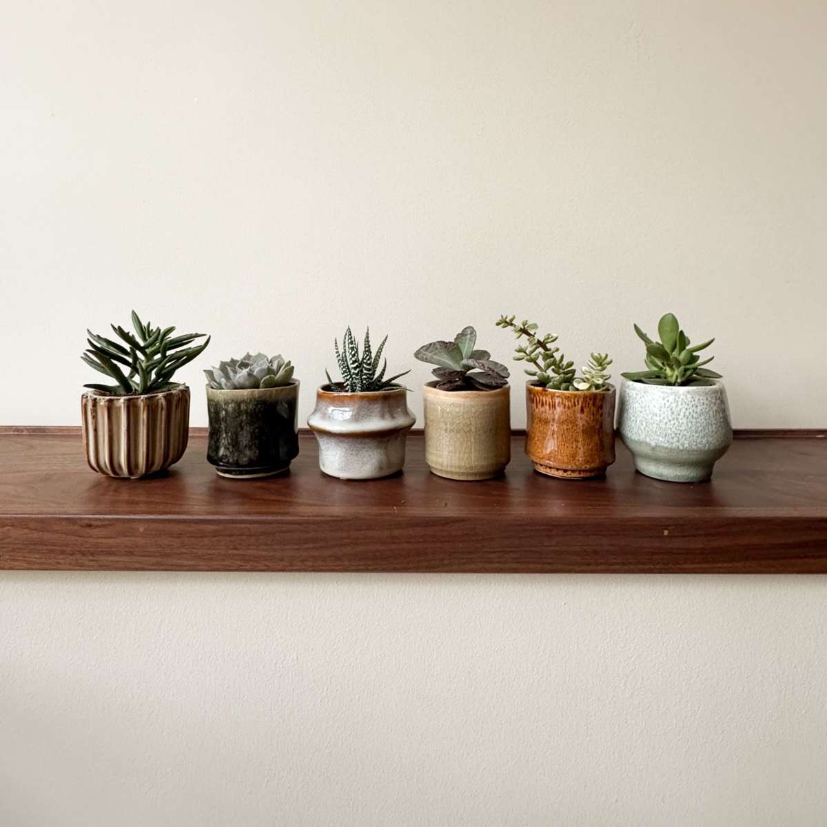 Mini suculente - 60 buc - Succulent Mix - Înălţime 5-10cm - ⌀5,5cm