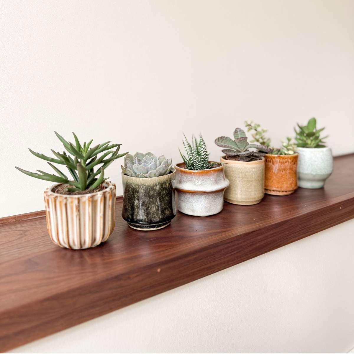 Mini suculente - 60 buc - Succulent Mix - Înălţime 5-10cm - ⌀5,5cm