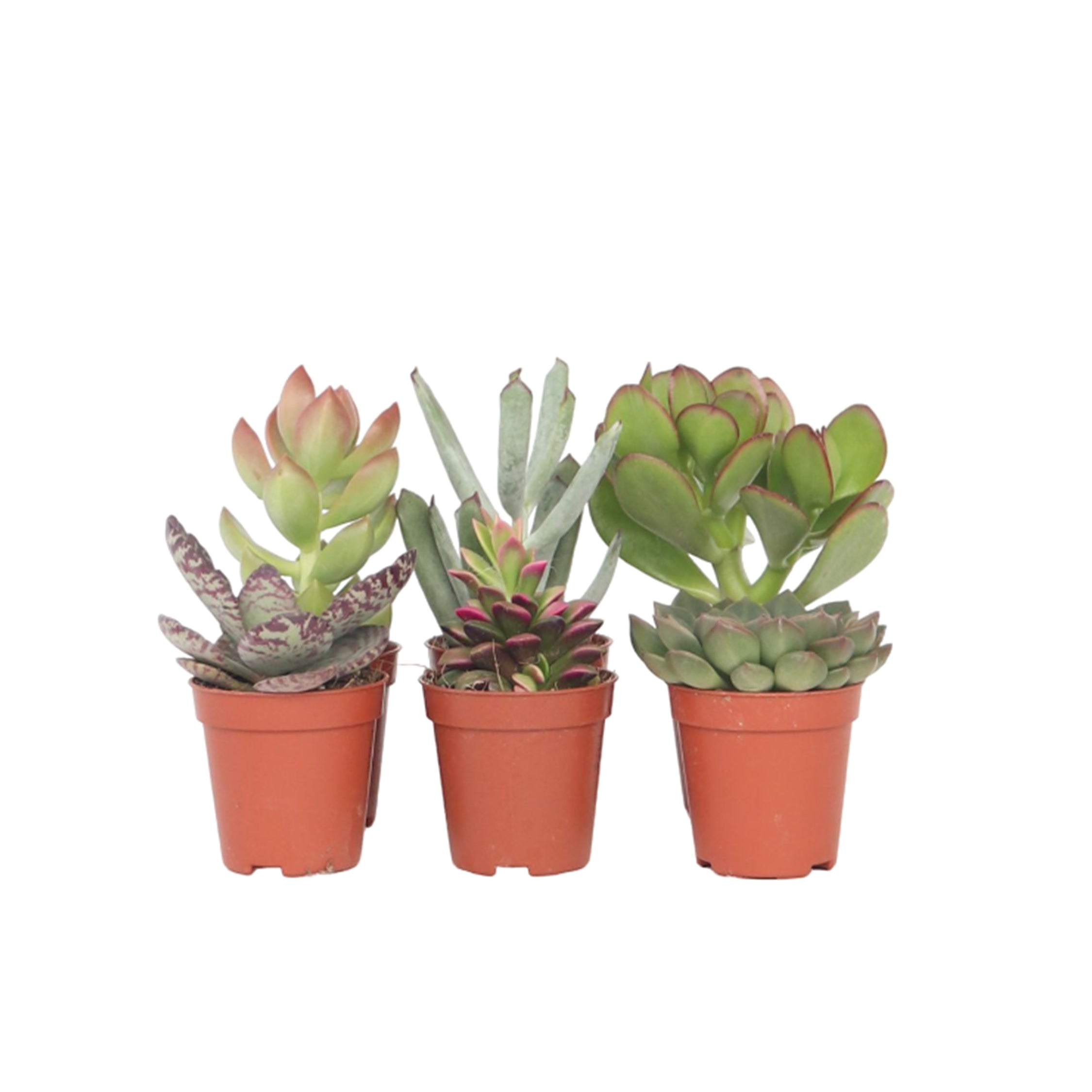 Mini suculente - 60 buc - Succulent Mix - Înălţime 5-10cm - ⌀5,5cm