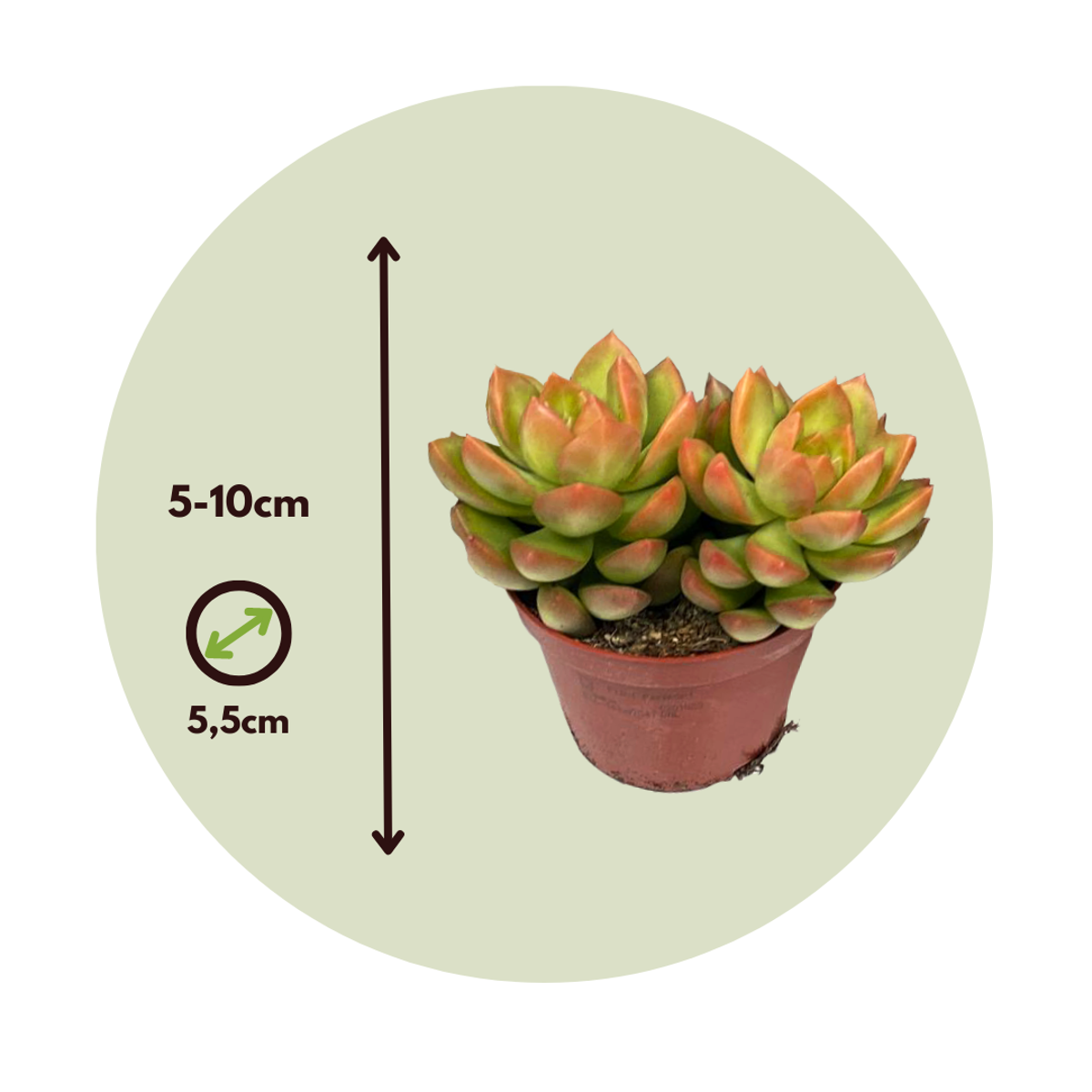 Mini suculente - 60 buc - Succulent Mix - Înălţime 5-10cm - ⌀5,5cm