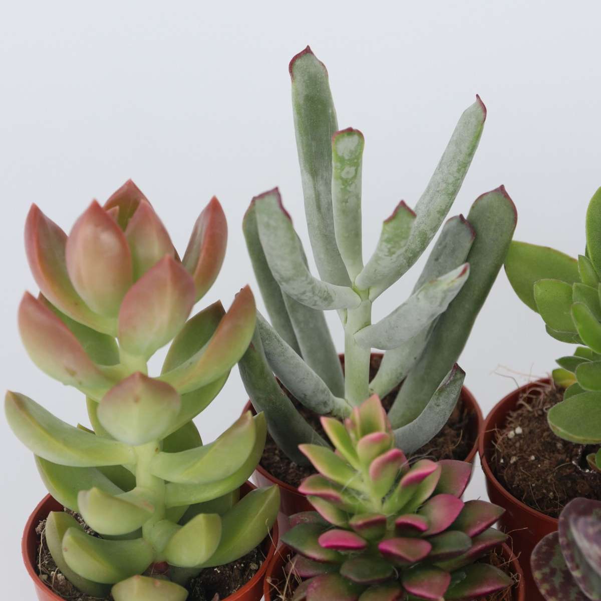 Mini suculente - 12 buc - Succulent Mix - Înălţime 5-10cm - ⌀6cm