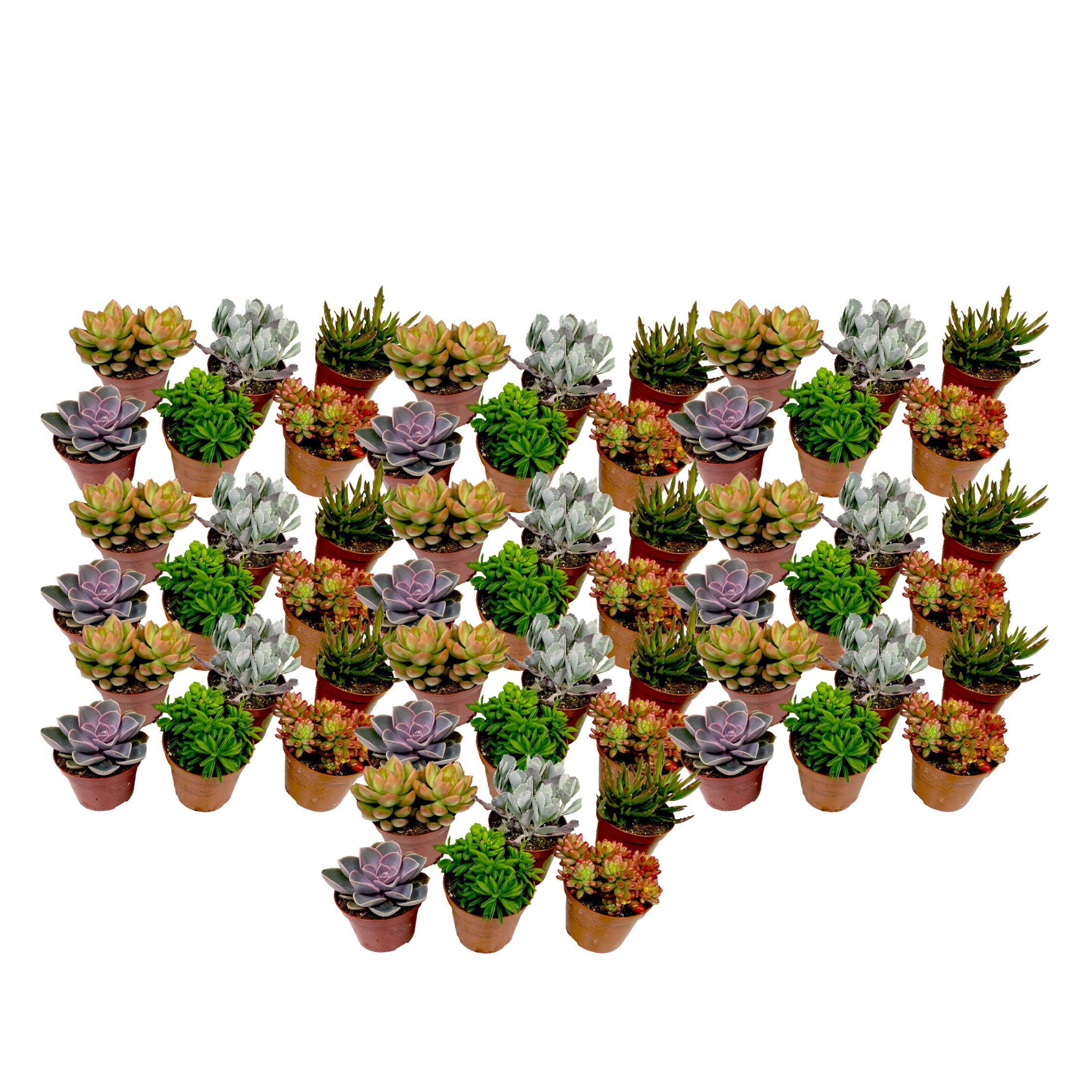 Mini suculente - 60 buc - Succulent Mix - Înălţime 5-10cm - ⌀5,5cm