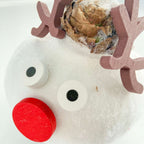 Amarilis - Hippeastrum 'Ceară Specială Ren'