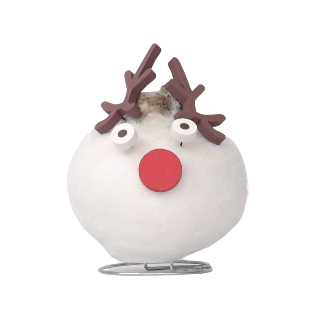 Amarilis - Hippeastrum 'Ceară Specială Ren'