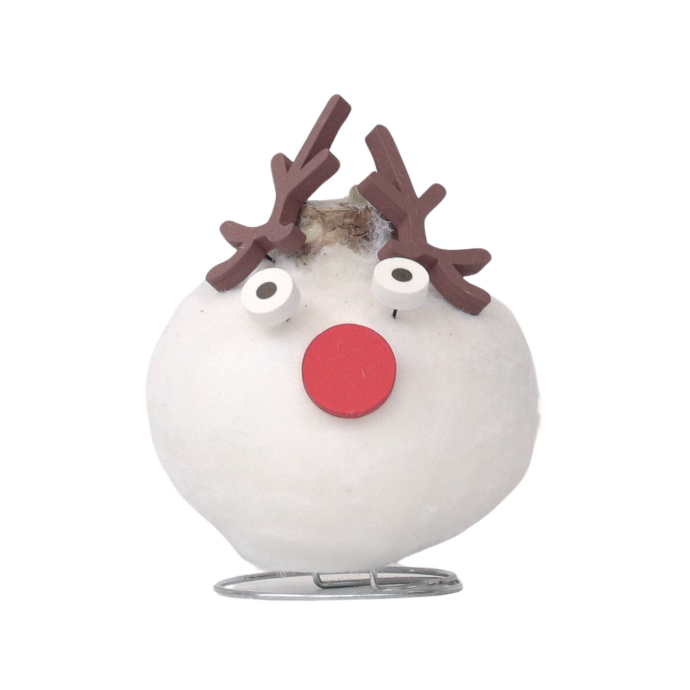 Amarilis - Hippeastrum 'Ceară Specială Ren'