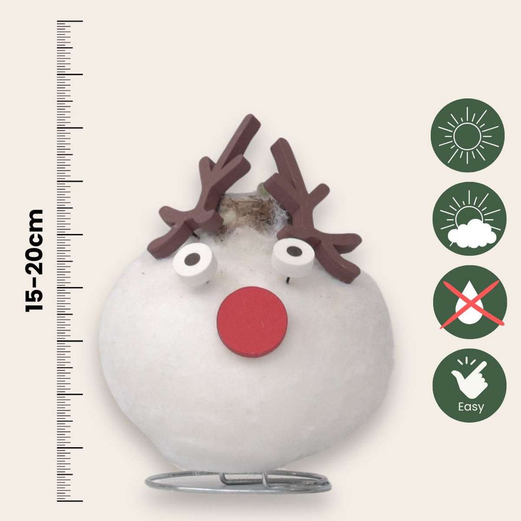 Amarilis - Hippeastrum 'Ceară Specială Ren'