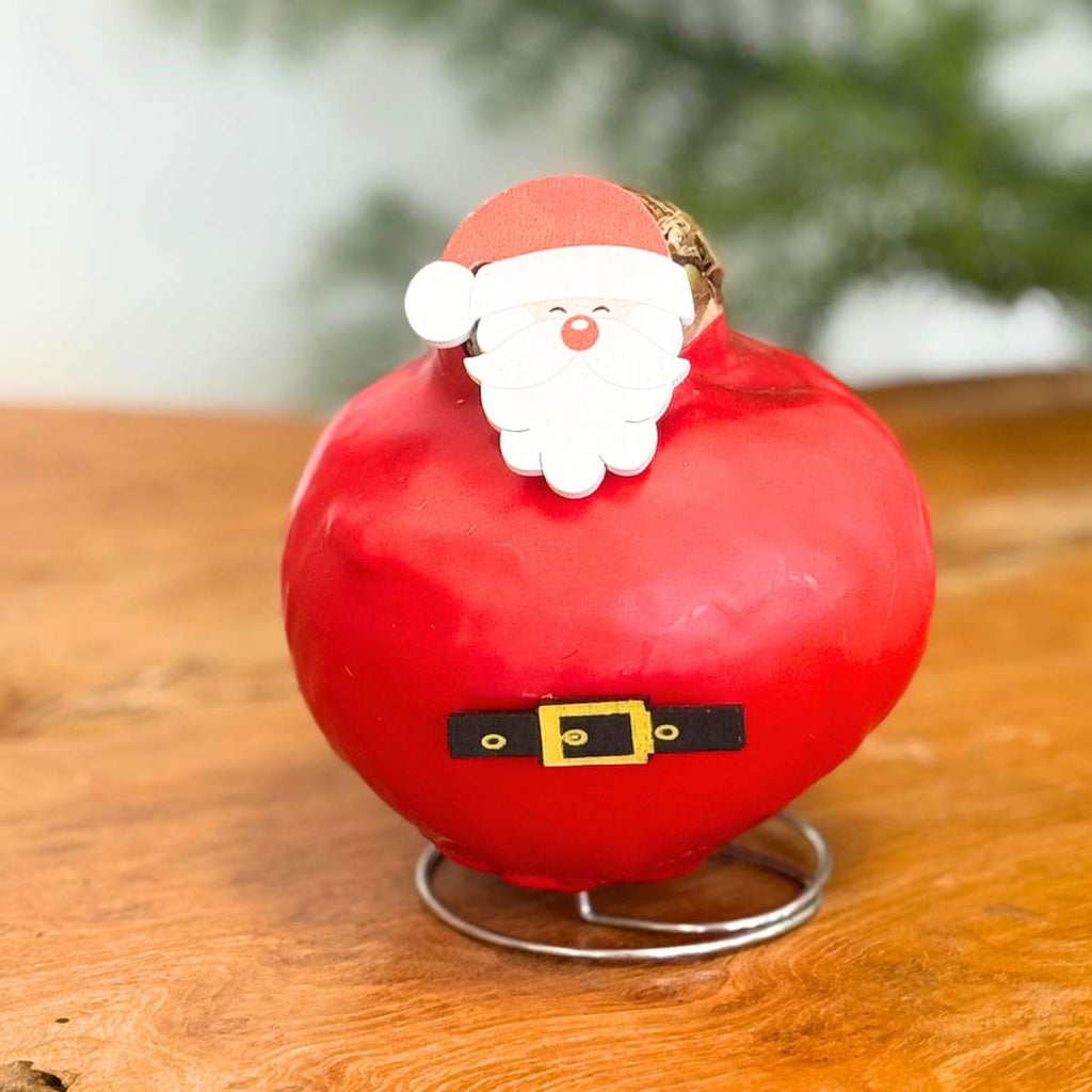 Amarilis - Set de 2 - Hippeastrum 'Ceară Specială Mix'