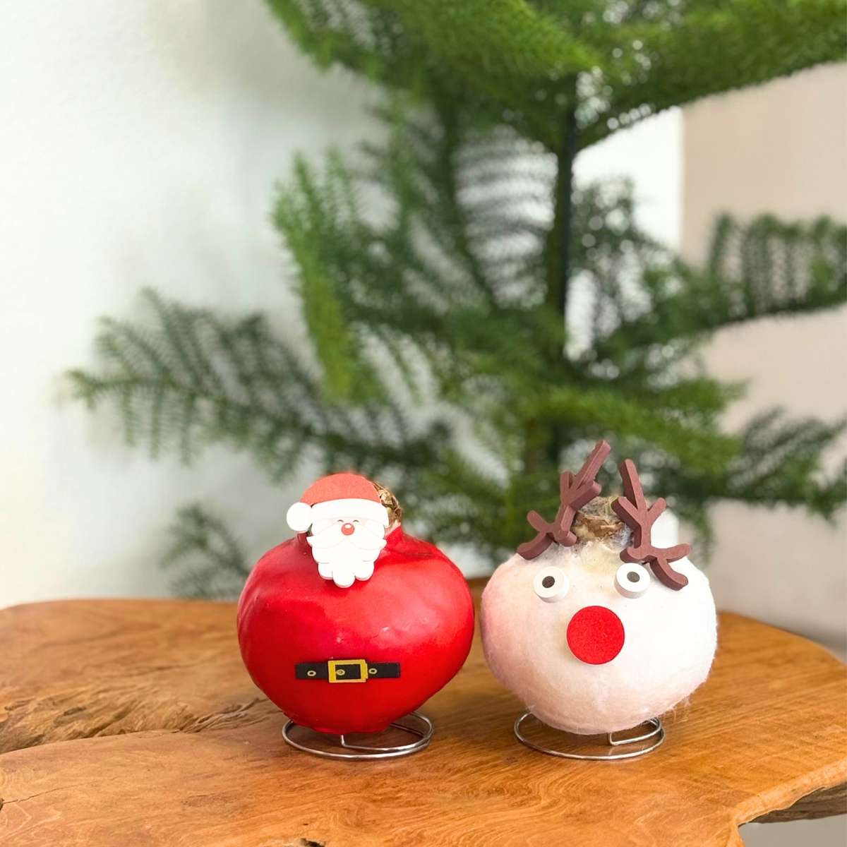 Amarilis - Hippeastrum 'Ceară Specială Moș Crăciun'