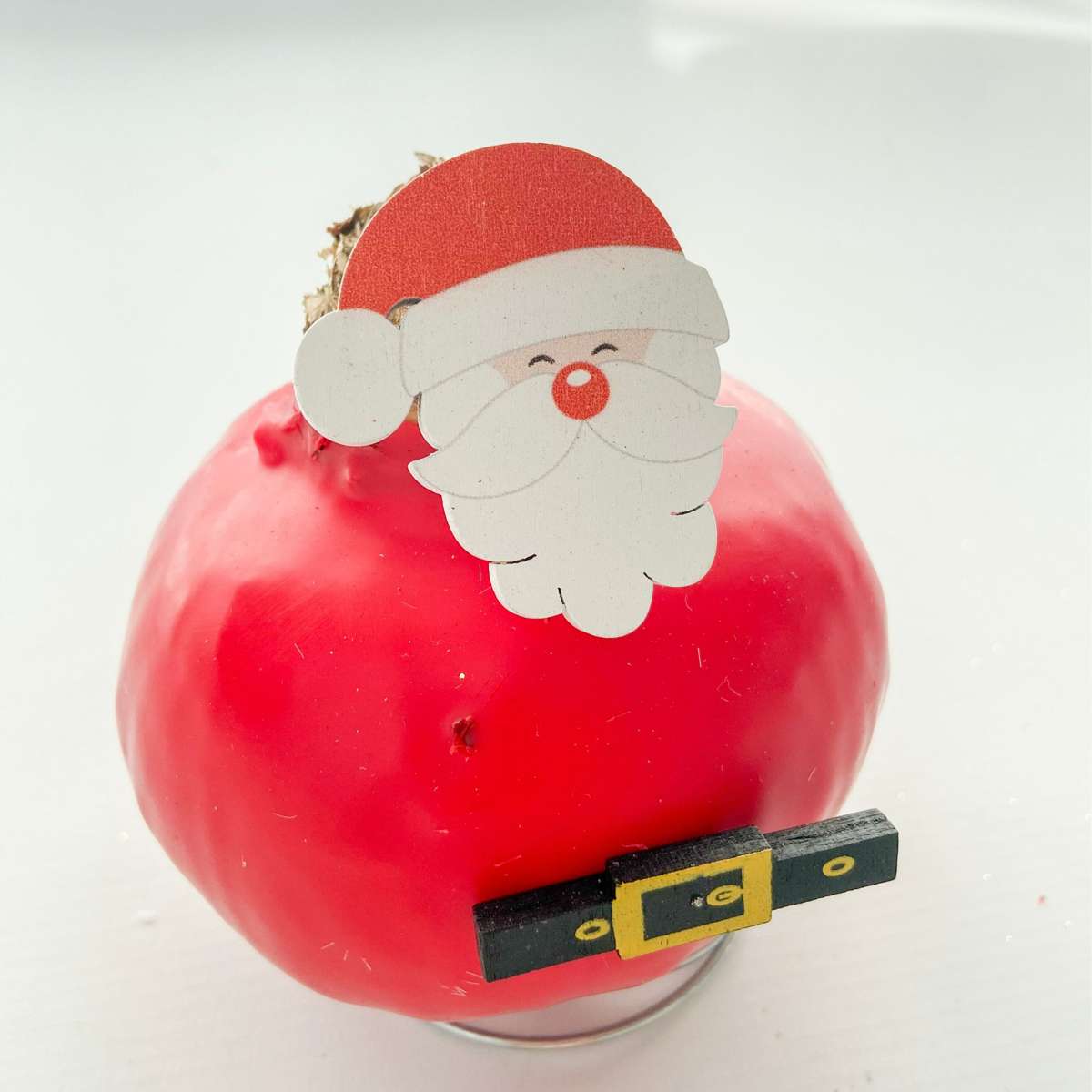 Amarilis - Hippeastrum 'Ceară Specială Moș Crăciun'