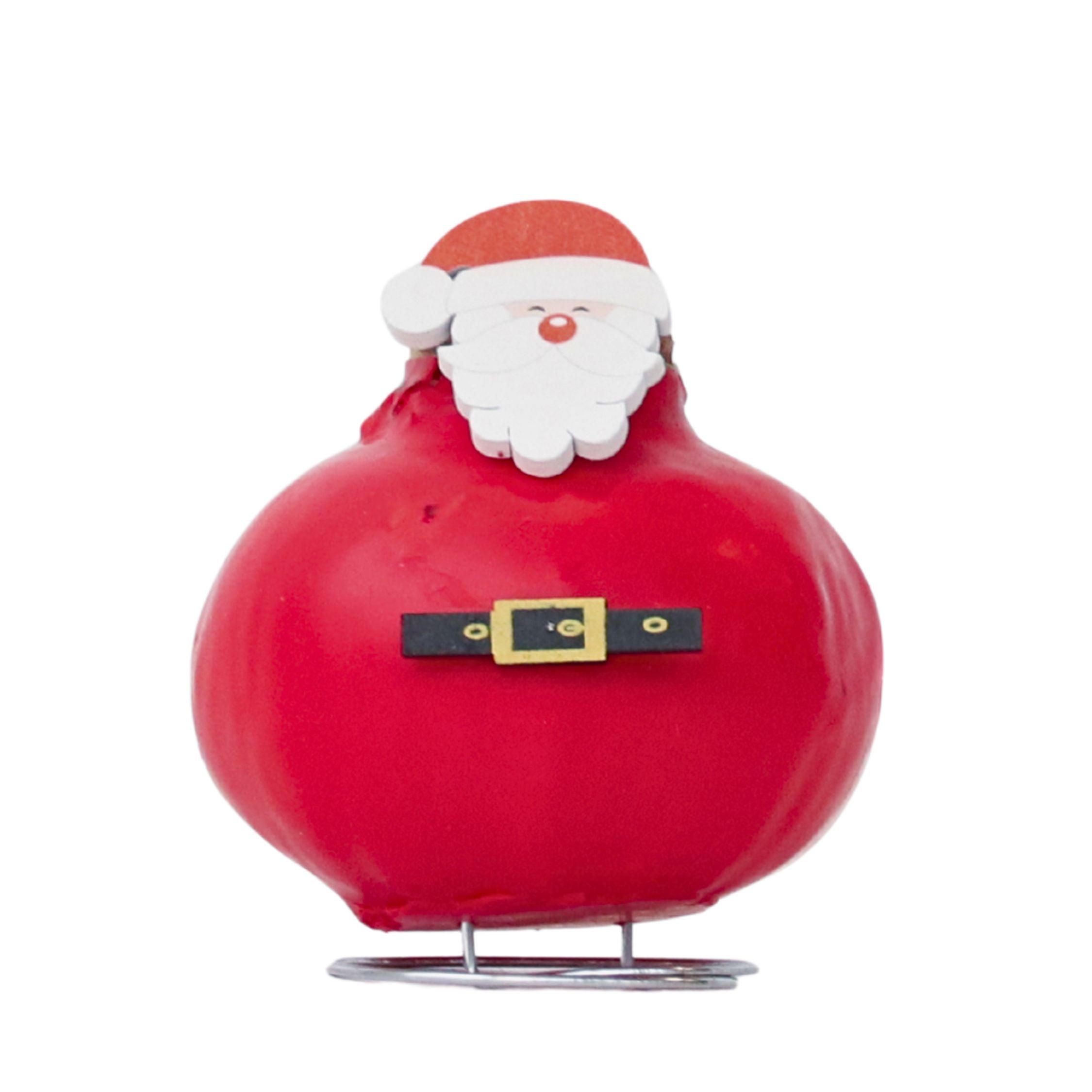 Amarilis - Hippeastrum 'Ceară Specială Moș Crăciun'