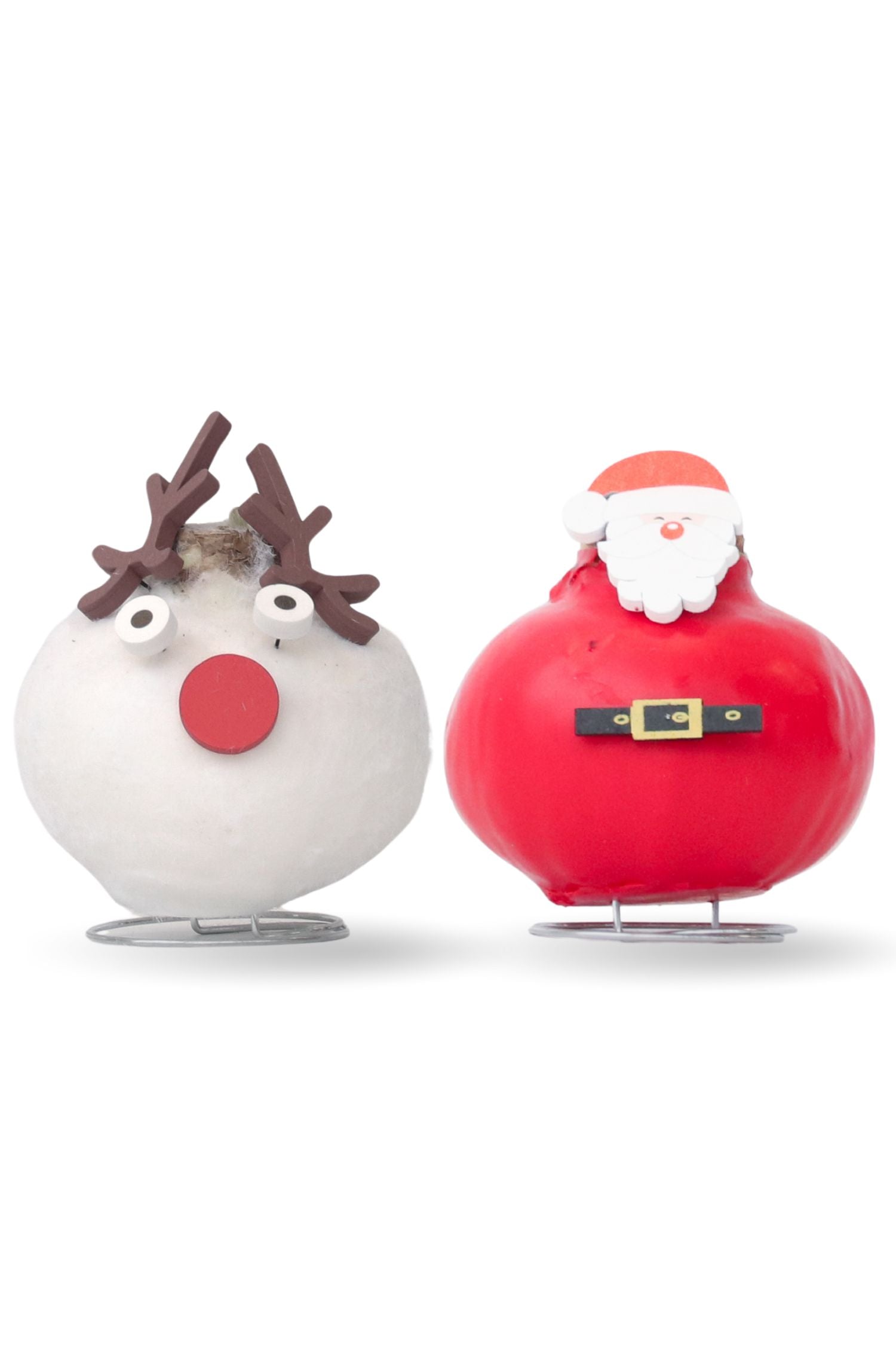 Amarilis - Set de 2 - Hippeastrum 'Ceară Specială Mix'