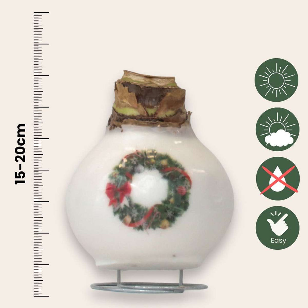 Amarilis - Set de 2 - Hippeastrum 'Amestec Ceară de Porțelan'