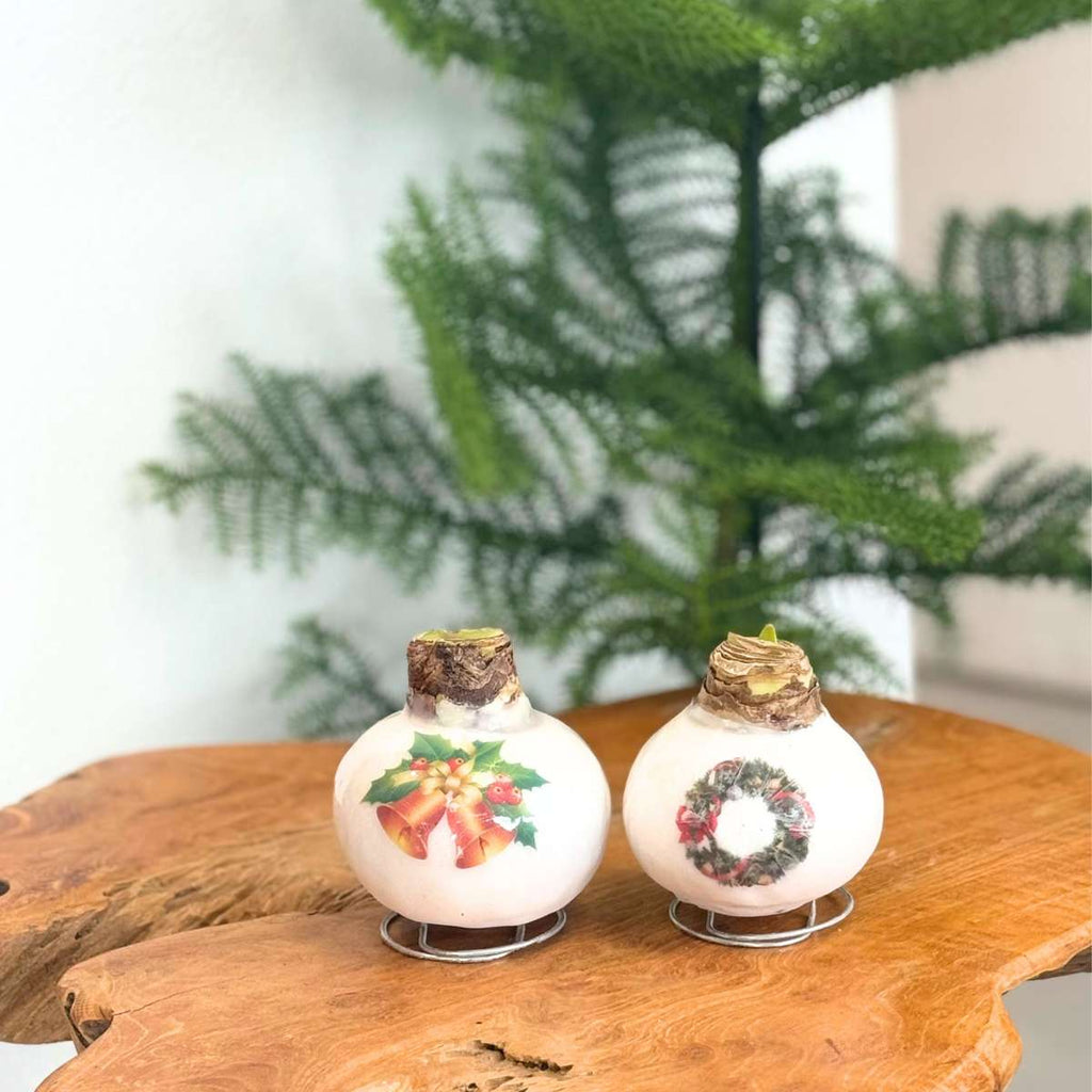 Amarilis - Set de 2 - Hippeastrum 'Amestec Ceară de Porțelan'