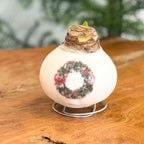 Amarilis - Hippeastrum 'Coroniță din Ceară de Porțelan'