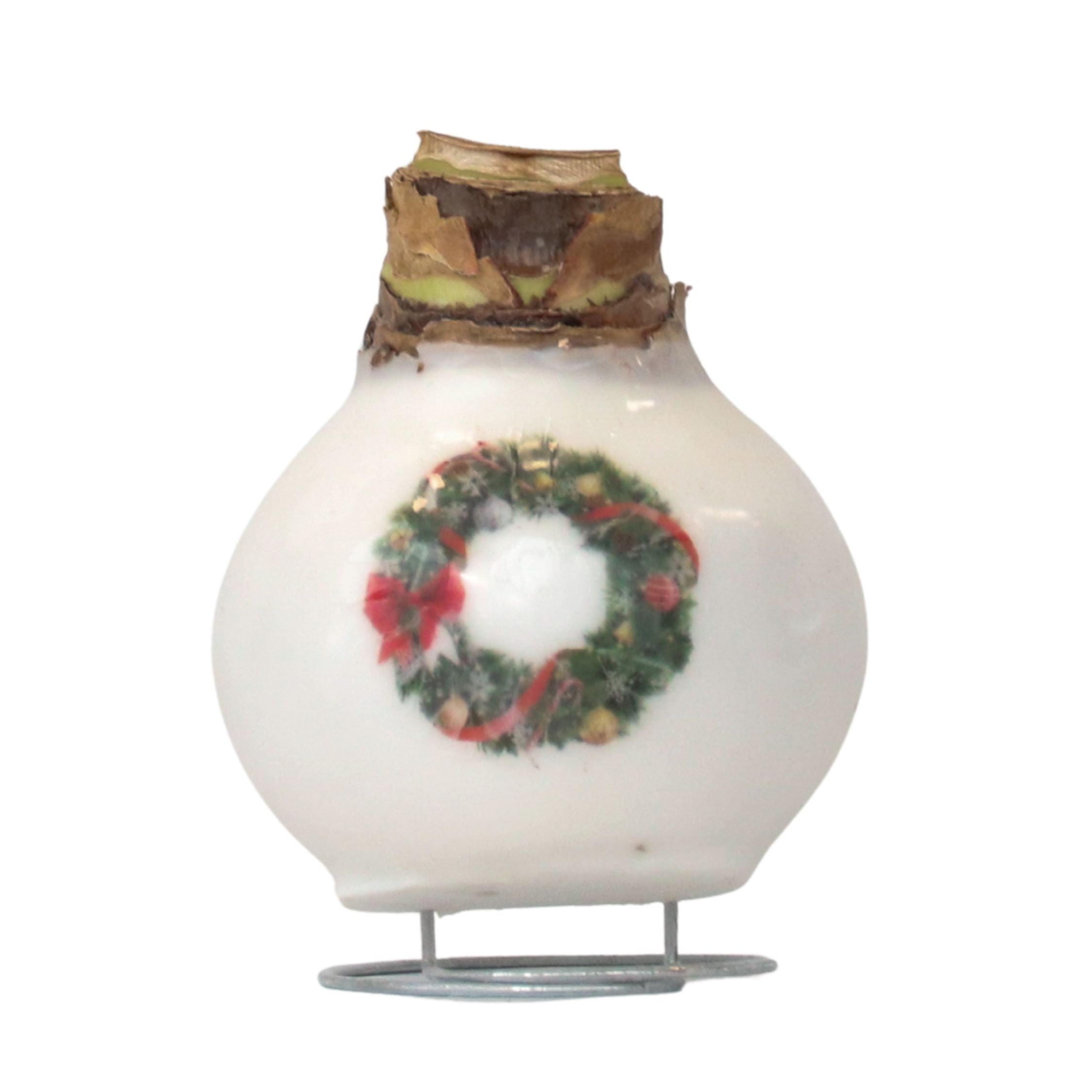 Amarilis - Hippeastrum 'Coroniță din Ceară de Porțelan'