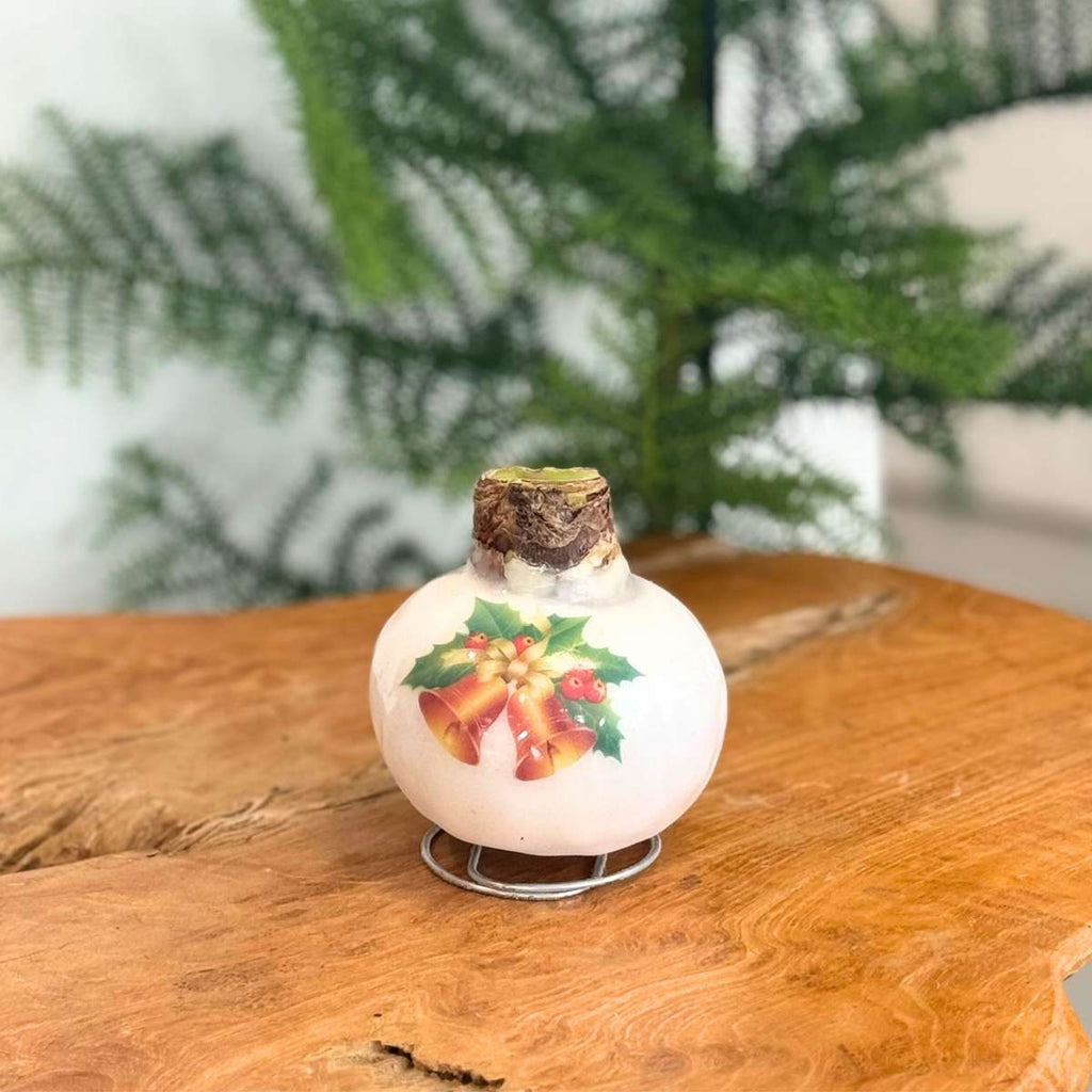 Amarilis - Hippeastrum 'Clopoței din Ceară de Porțelan'